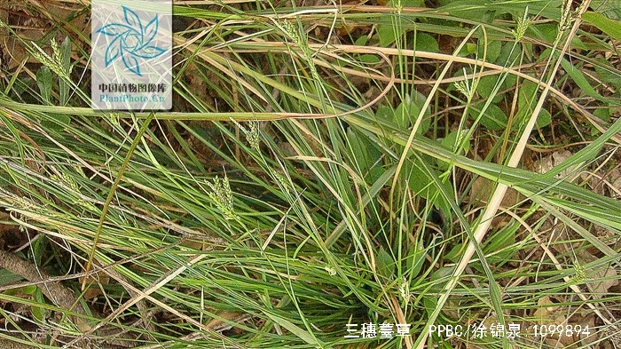 三穗薹草