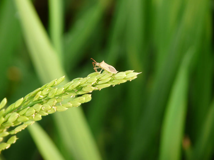 一年发生5代,主要种类有绿盲蝽蟓,三点盲蝽蟓,苜蓿盲蝽蟓等.