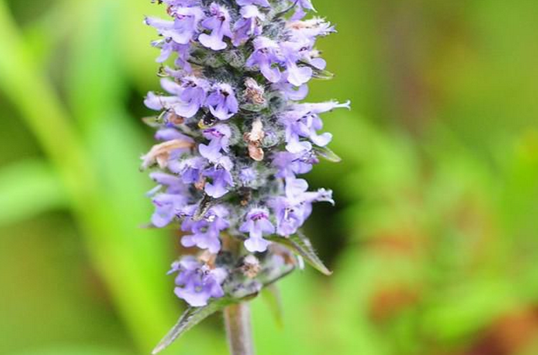  p>裂叶荆芥属( a target="_blank" href="/item/学名/8074290" data