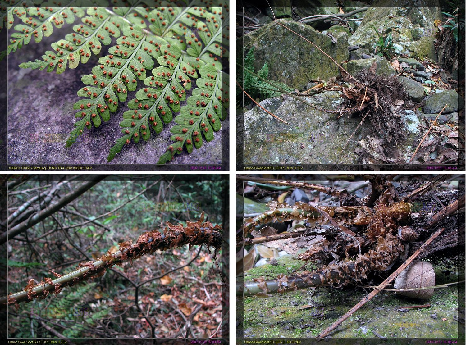  p data-id="gn8428vlih">细裂鱼鳞蕨( i>dryopteris wusugongii /i>