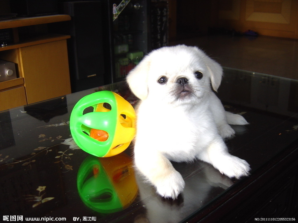  p data-id="gnx82ljtyd">库瓦兹犬是指一种好的 a target="_blank"