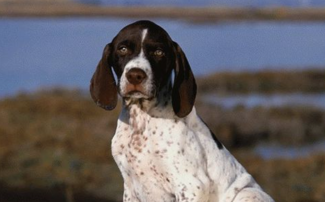 大型法国指示犬