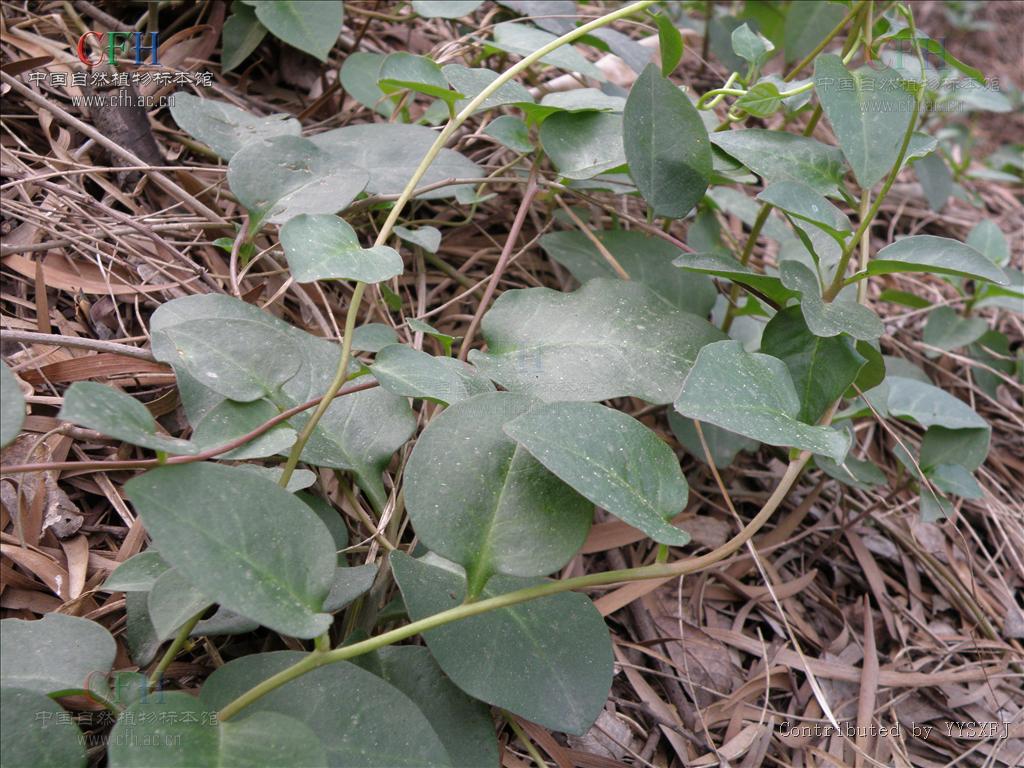  p>&nbsp;落葵薯属(学名:anredera juss.