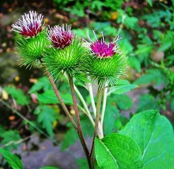 牛蒡花 百度百科