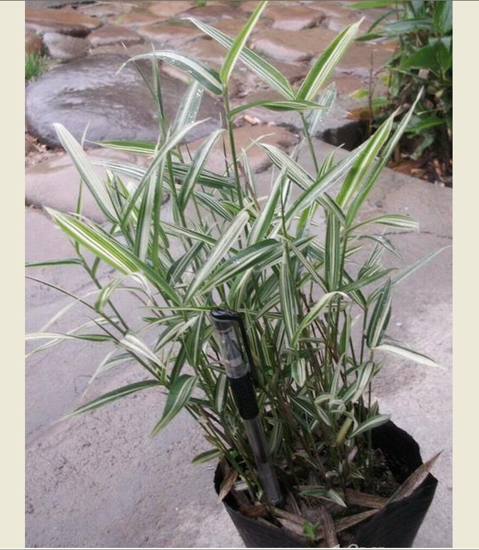  p>赤竹(学名: i>sasa longiligulata  /i>mcclure)是灌木状或低矮 a