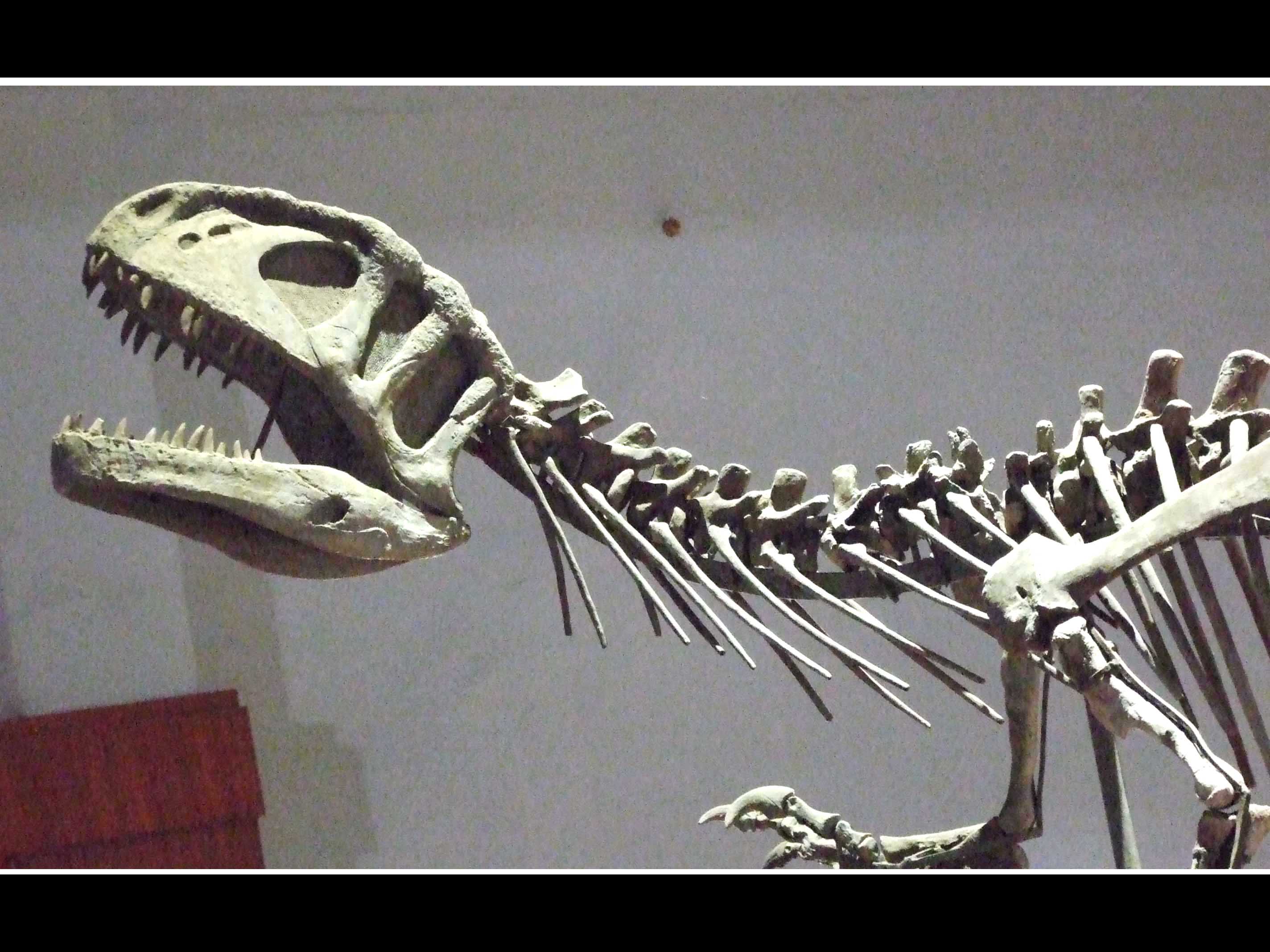 四川龙(szechuanosaurus)