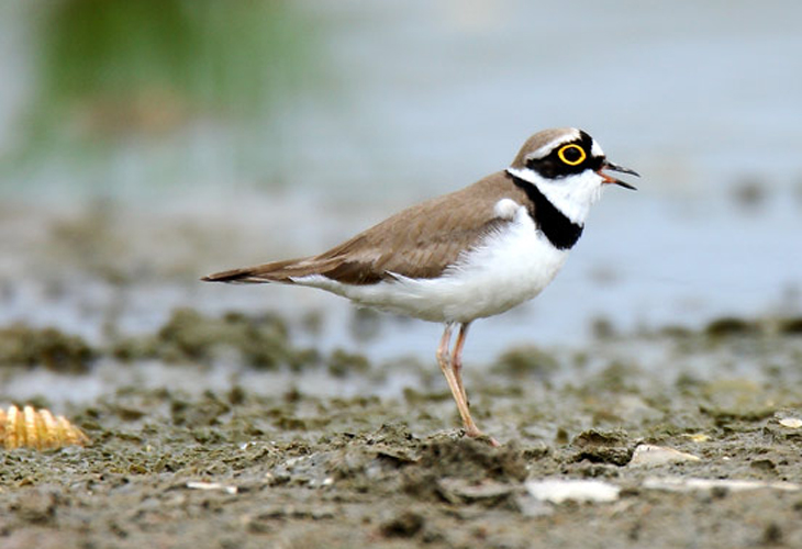 charadrius dubius dubius