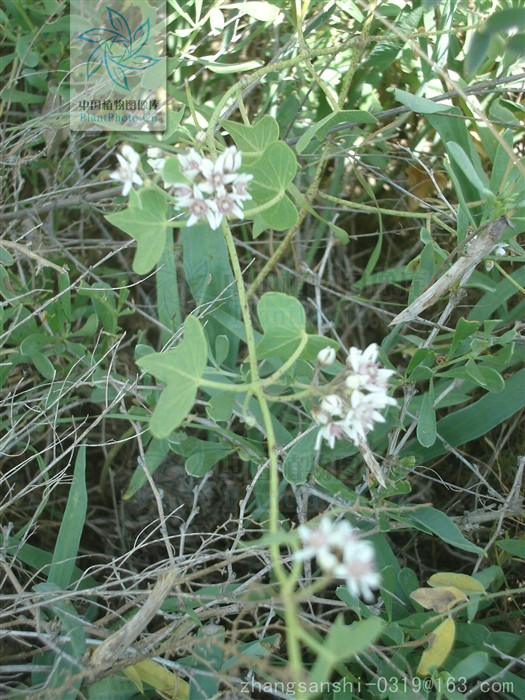  p> b>羊角子草 /b>(学名: i>cynanchum cathayense /i>)为萝藦科 a
