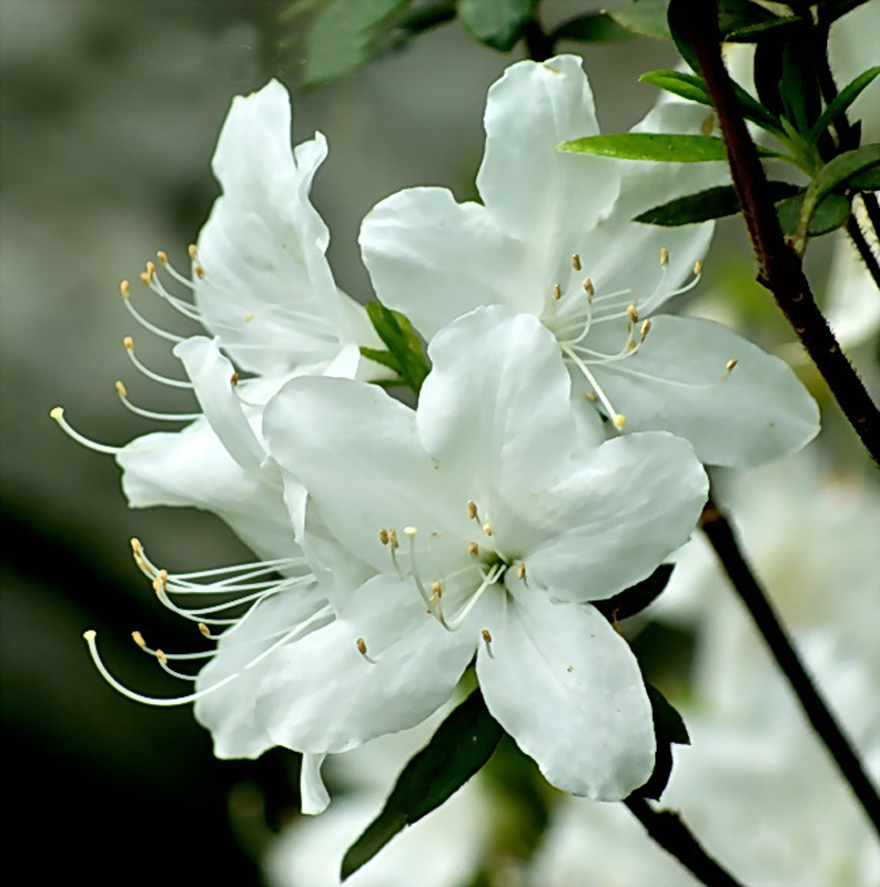  p>白面杜鹃(学名: i>rhododendron zaleucum /i> balf. f. et w. w.