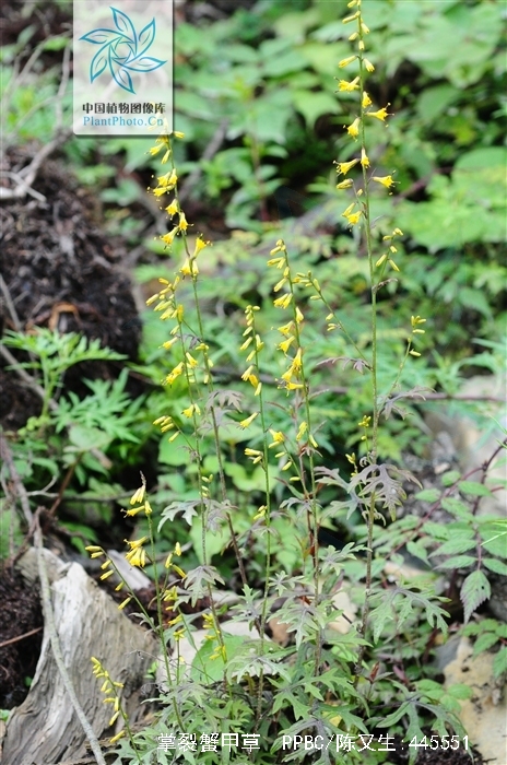 parasenecio palmatisectus