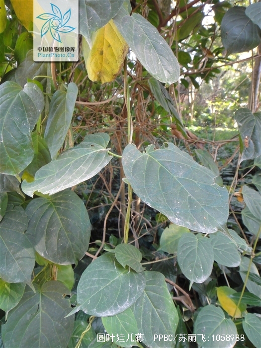 ex wight)是夹竹桃科娃儿藤属植物,匍匐性藤状灌木;茎,叶的两面,叶柄