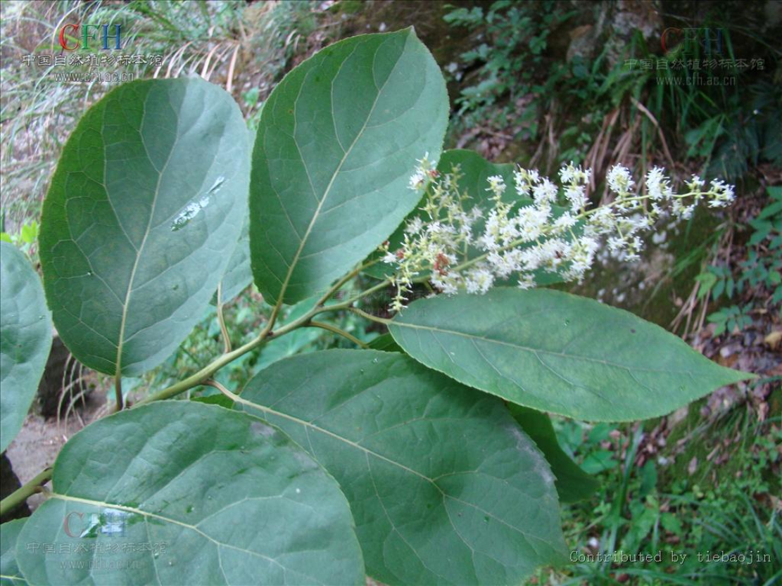  p>厚壳树,学名:ehretia thyrsiflora(sieb. et zucc.
