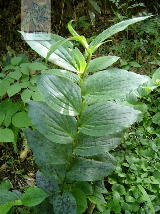  p>油点草属 (学名: b> i>tricyrtis /i> /b> wall.