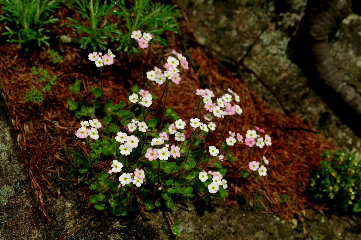  p> b> a target="_blank" href="/item/秦巴点地梅/8861719" data