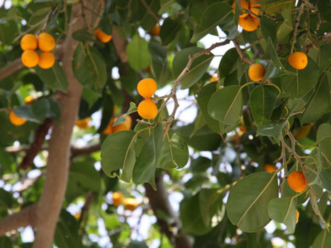  p>黄果榕(学名:ficus benguetensis merr.