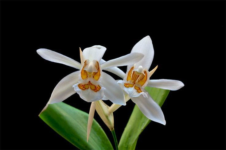  p>密茎贝母兰(学名: i>coelogyne nitida /i>  (wall. ex d.