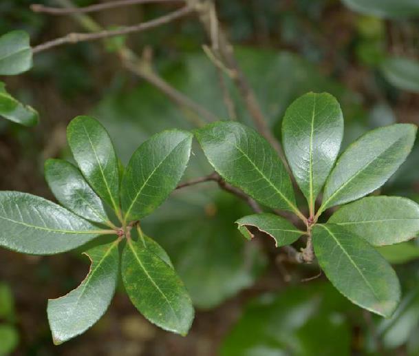  p>厚叶石斑木(学名: i>rhaphiolepis umbellata /i> (thunb.