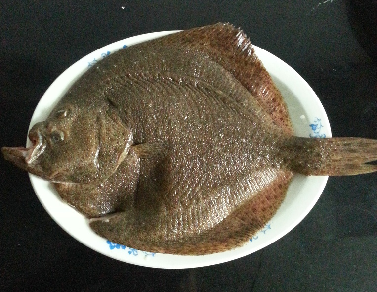  p>多宝鱼是 a href="#" data-lemmaid="679400">大菱鲆 /a>( i>