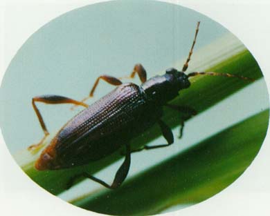 幼虫集中在水稻根部咬食须根,被害稻株生长缓慢,根部发黑,稻叶发黄