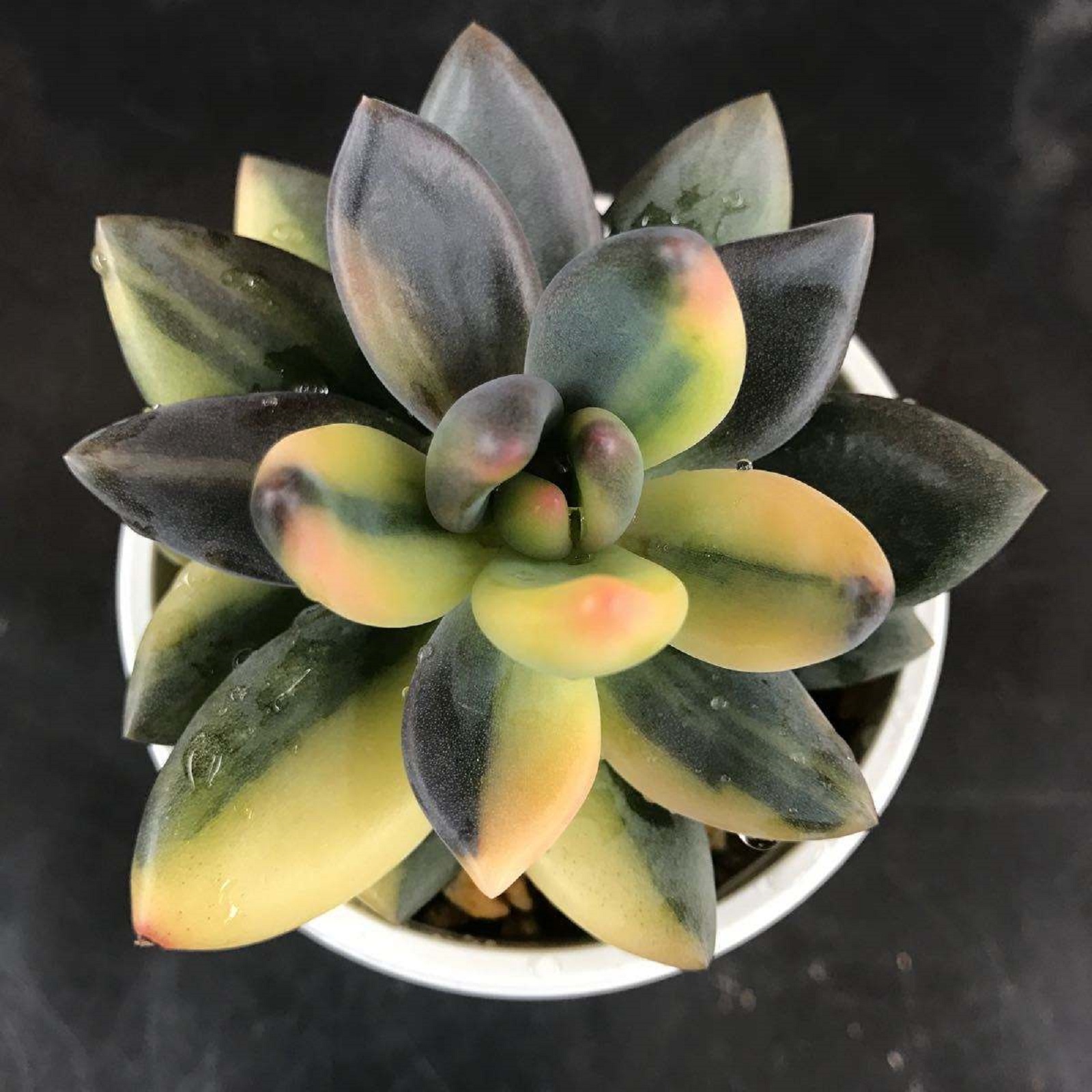  p>紫丽殿多肉为 a target="_blank" href="/item/厚叶草属/2149331"