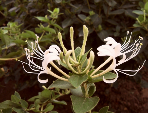  p data-id="gnfdqlk3hh">银花,又名金银花,双花,二宝花等,为忍冬科