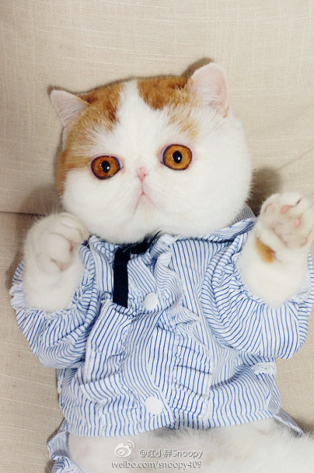  p data-id="gnyu5xlp3r">红小胖snoopy是一只红色梵纹 a target="