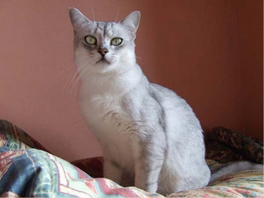 美国硬毛猫