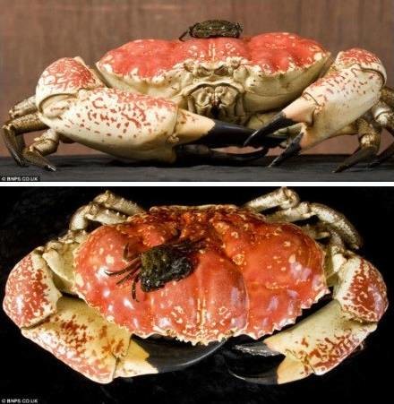  p>巨大拟滨蟹,タスマニアオオガニ,是人们常说的 a href="#" data