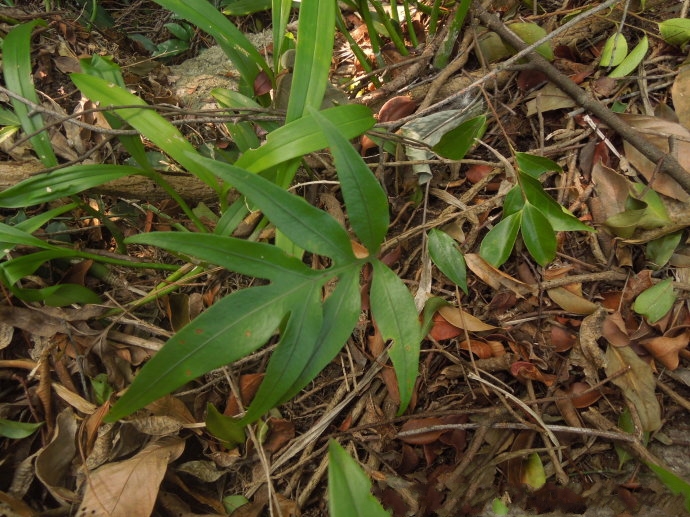 serm)是龙骨科,瘤蕨属 a href="#" data-lemmaid="4028806">附生 /a>