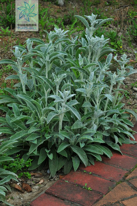  p> b>绵毛水苏 /b>(学名: i> b>stachys lanata /b> /i>)为唇形科水