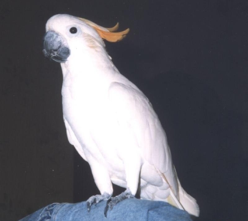  p>橘冠凤头鹦鹉(学名: i>cacatua sulphurea citrinocristata /i>)是