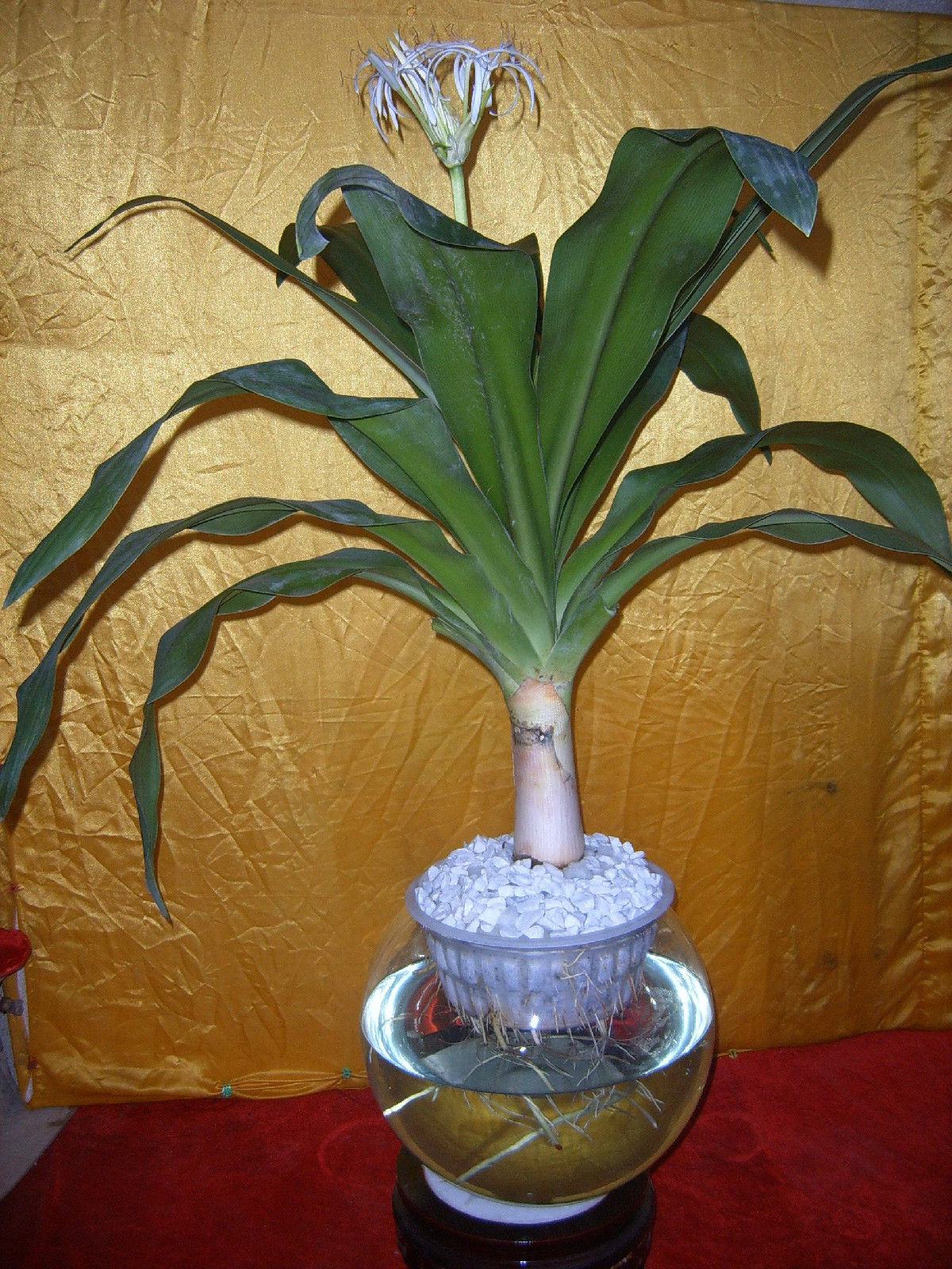 水培文殊兰