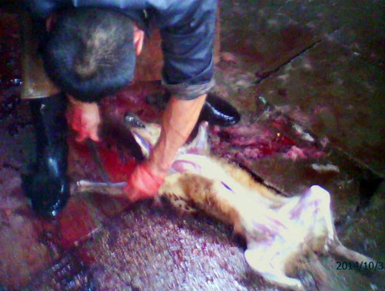 11·31南京摊贩当街杀活狗事件