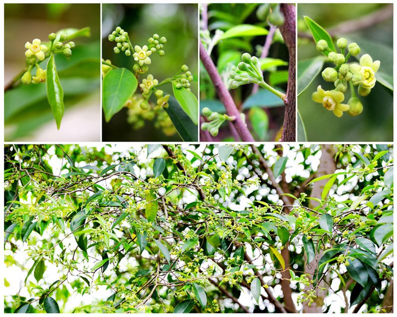 oaj2">莞香,广东省 a target="_blank" href="/item/东莞市/219243"