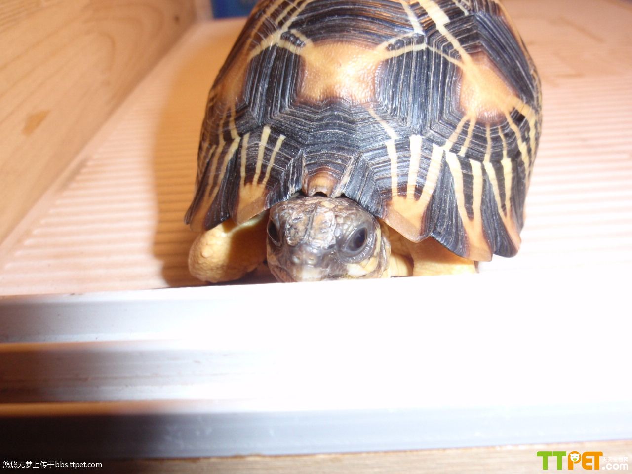  p data-id="gnvk2jivml">辐射陆龟又叫 a target="_blank" href="