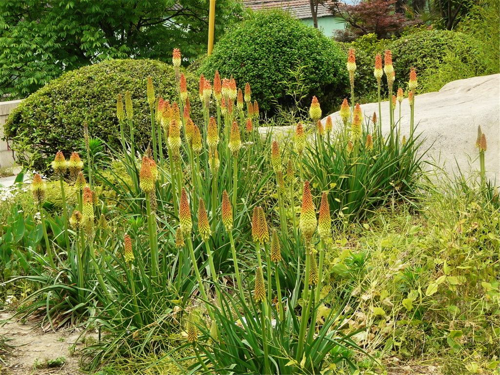 oken)是百合科,火把莲属多年生草本植物.