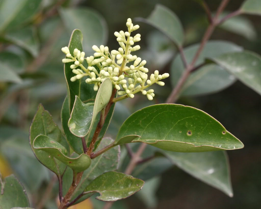 target="_blank" href="/item/女贞属