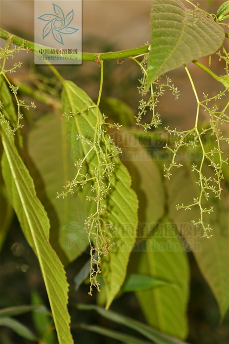  p>全缘火麻树(学名: i>dendrocnide sinuata /i> (bl.