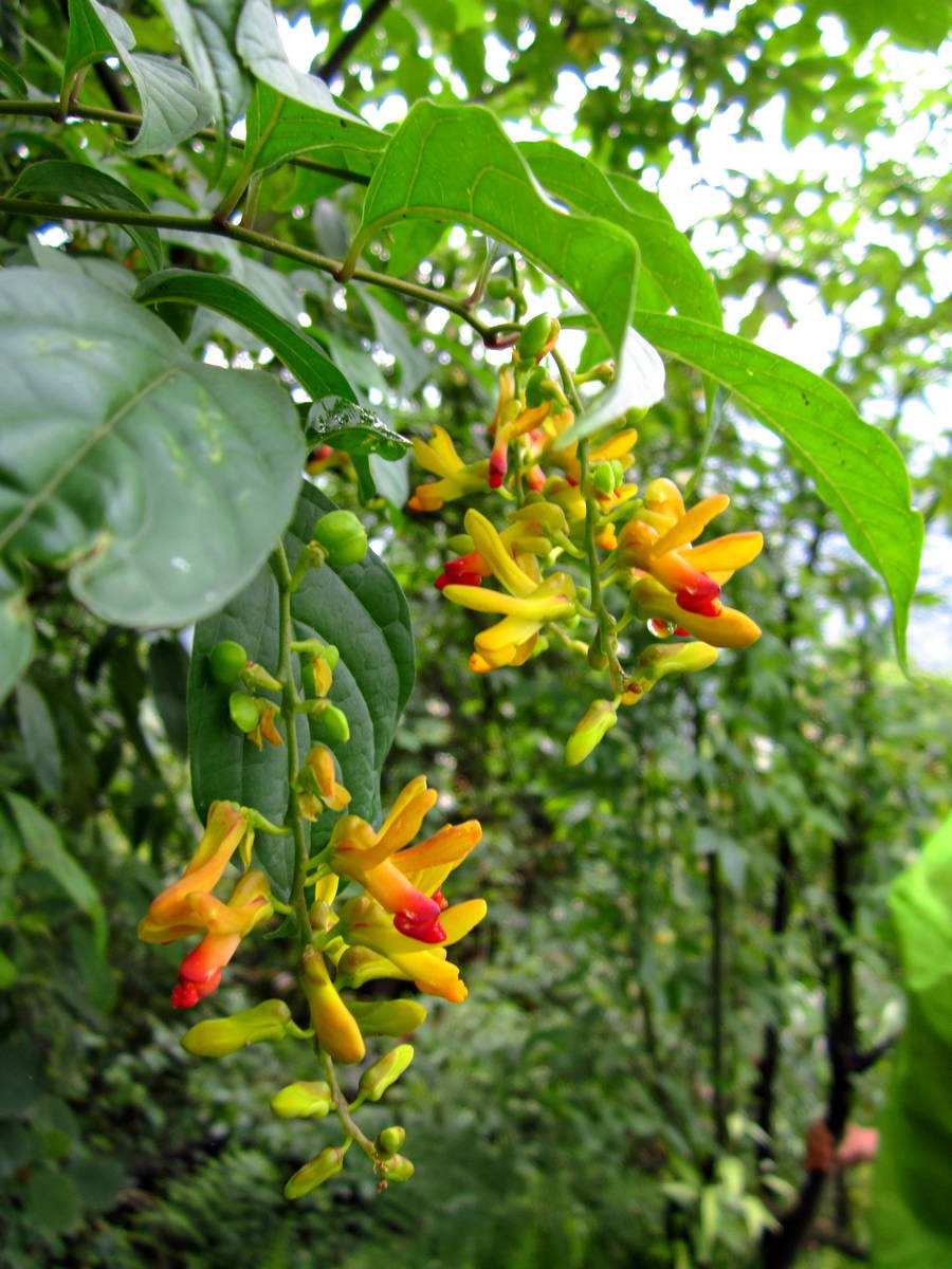  a href="#" data-lemmaid="2748551">远志科 /a>,约500种,广布于全