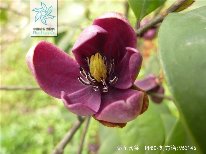 紫花含笑
