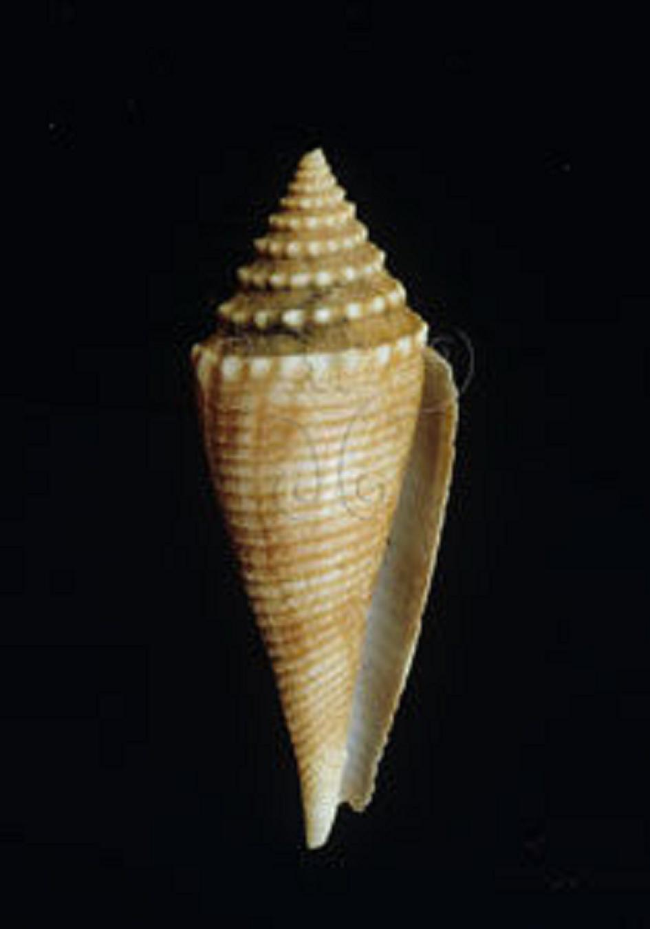  p>锥螺科, a target="_blank" href="/item