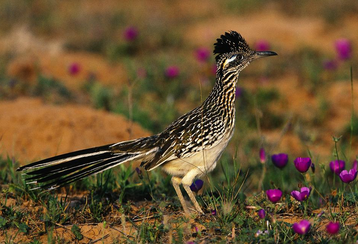  p>走鹃(学名:geococcyx)是 a href="#">鹃形目 /a> a href="#">杜鹃