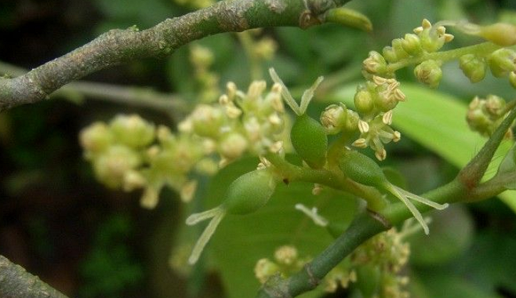  p>白颜树属(学名:gironniera gaud.