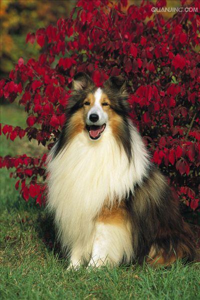 喜乐蒂牧羊犬