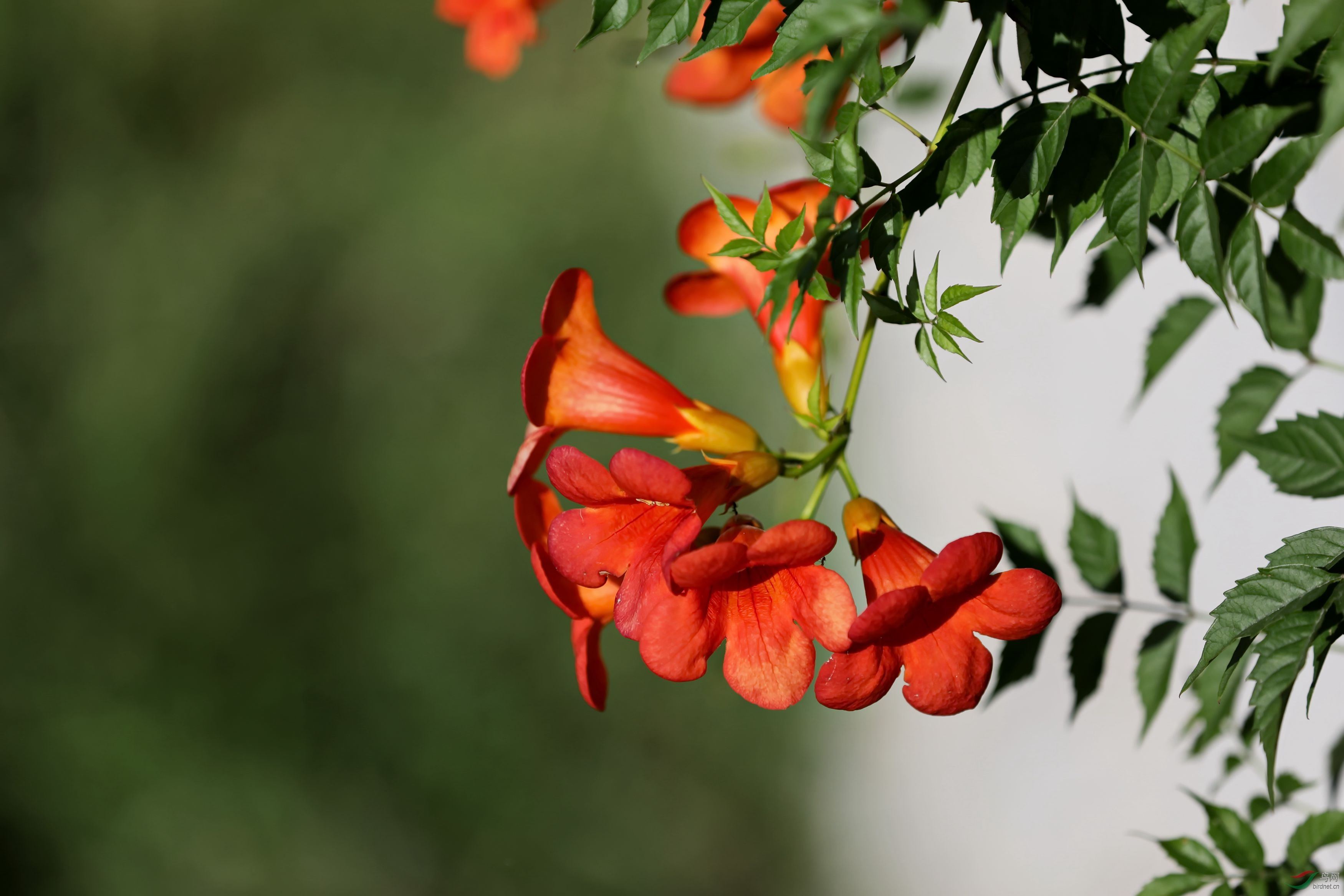  p>非洲凌霄属为紫葳科下分一属.产地是非洲.