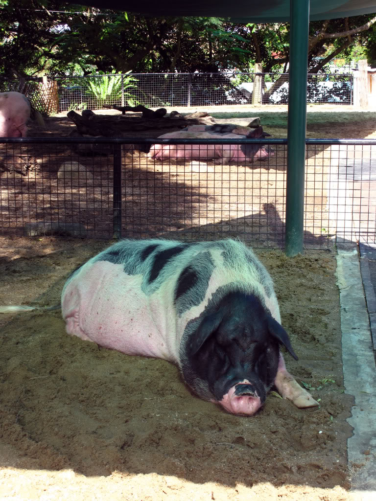 白猪为脂肉兼用型,现主要分布于 a target="_blank" href="/item/广东