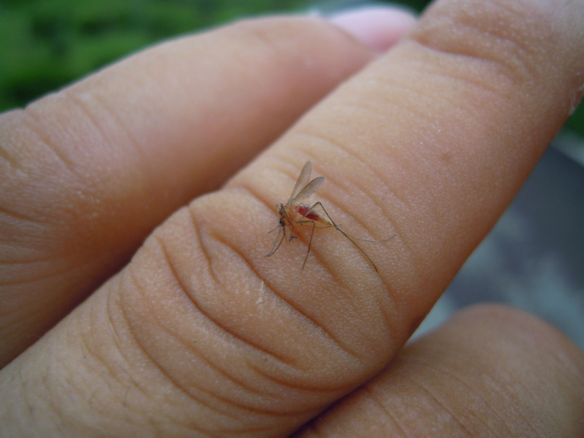  p>尖音库蚊(学名:culex pipiens)是蚊科的一种吸血蚊子.