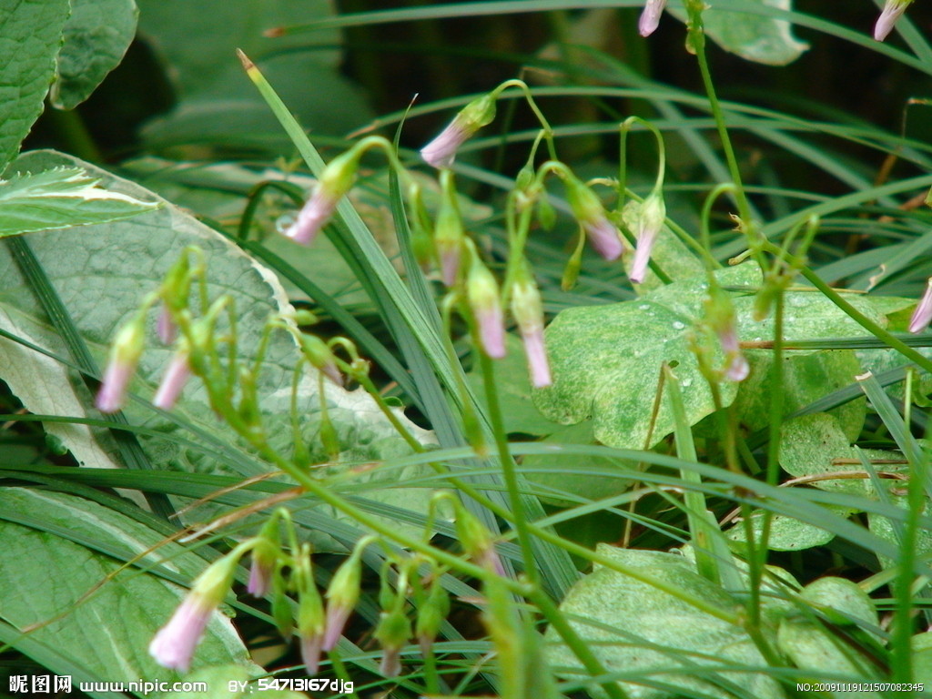 为大戟科植物牛奶浆草 i>euphorbia sieboldiana  /i>morr.