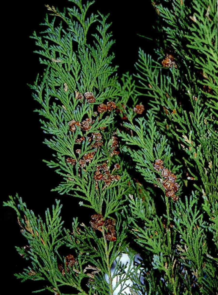  p>美国扁柏(学名: i>chamaecyparis lawsoniana /i> (a. murr.