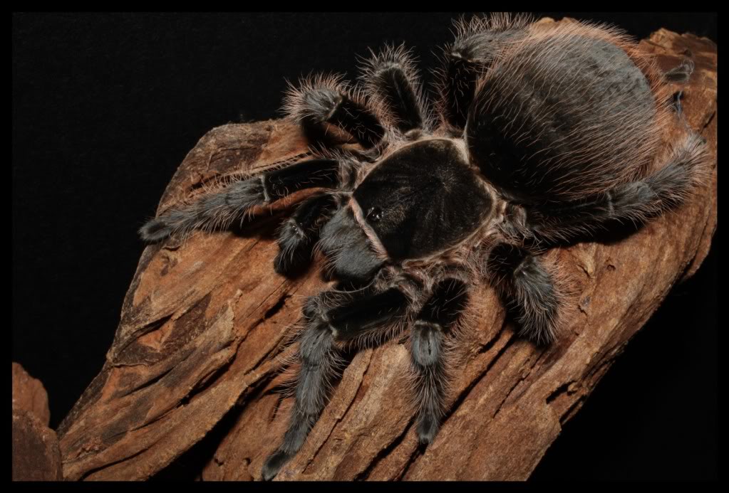  p>蜘蛛是陆地生态系统中最丰富的捕食性天敌,在维持农林生态系统稳定